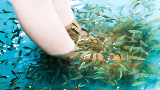 揭秘真假“温泉鱼”，鱼疗真的会有效果吗？
