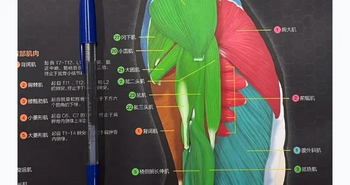 运动是门科学，健身不能只靠感觉，这份“人体地图”健身人必备！