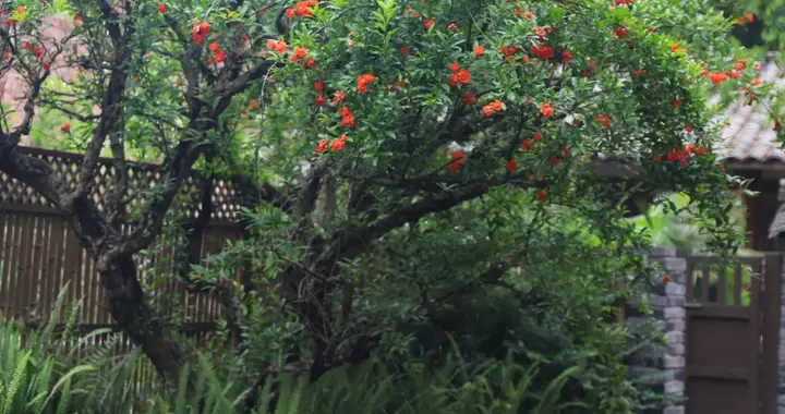 有了院子别空着，种这3棵树，年年秋天都有惊喜