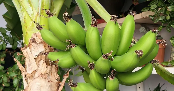 大哥因养3年的“盆栽报恩蕉”引围观，网友：看完IP，真服了