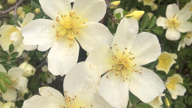 蒲根蒲草：教你一招，如何正确使用微头条置