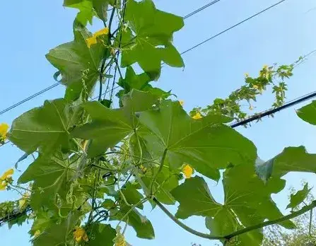 厉害了！丝瓜的 “黄金搭档”，三种蔬菜防虫又高产，错过可惜