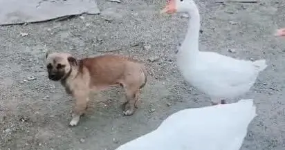 大鹅霸凌小狗崽遭报复活活咬死