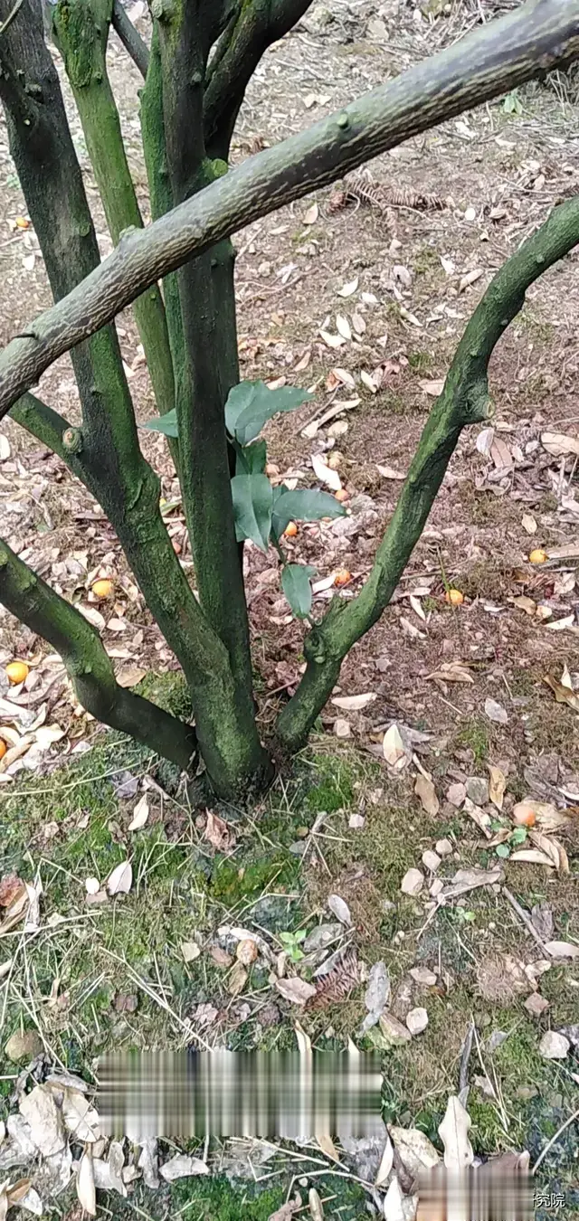 年前除青苔，柑橘笑开颜——柑橘树上的青苔大作战！
