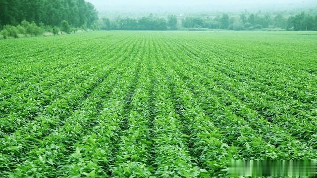 春大豆大垄密植种植模式能否在夏大豆种植中应用