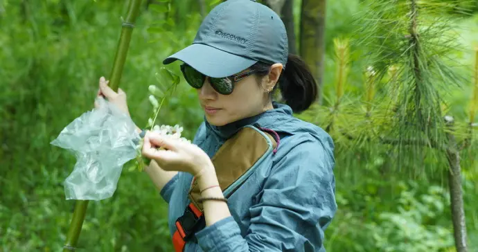 沈佳妮在山里采槐花，拿起竹竿垫脚采，这状态难怪朱亚文会不爱？