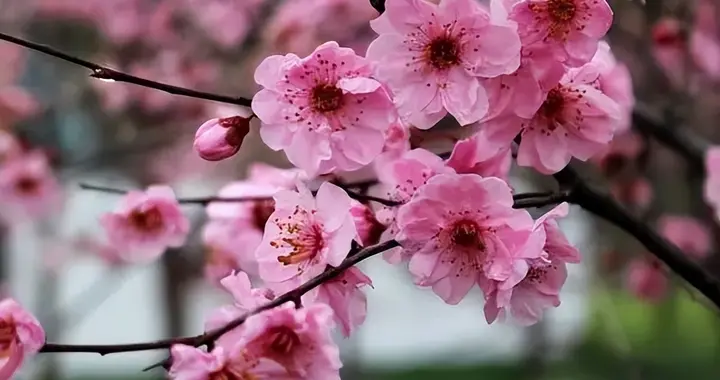 桃杏虽红且后时——李建新《梅花寄所亲》赏析