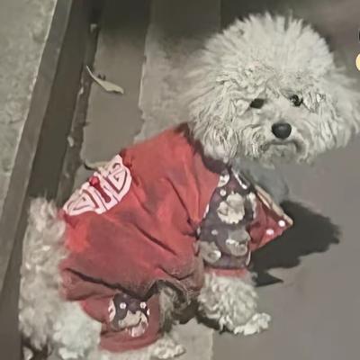 逆水行舟：下班回来遇到了以前收养过的小狗