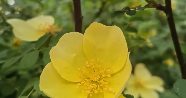 小时候串手链的马茹子花，藏着几代农村娃回不去的童年
