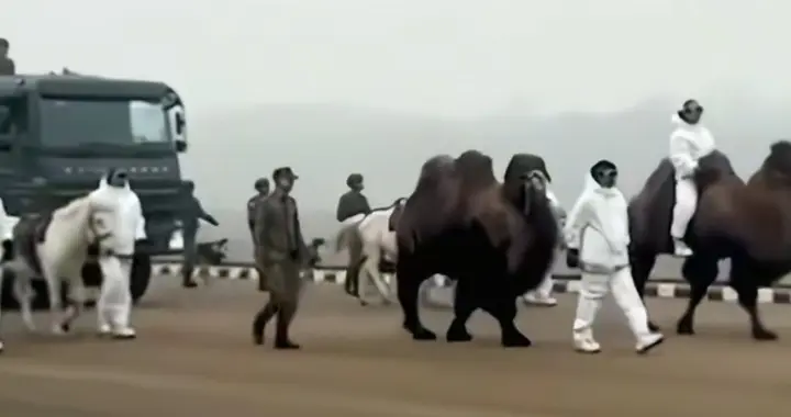 笑死人！印度2026年阅兵仪式准备启用动物方队，真是遥遥领先