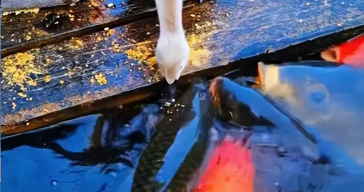 网友在广东一湖畔拍到小天鹅给鱼喂食，跨物种互动的真相是什么？