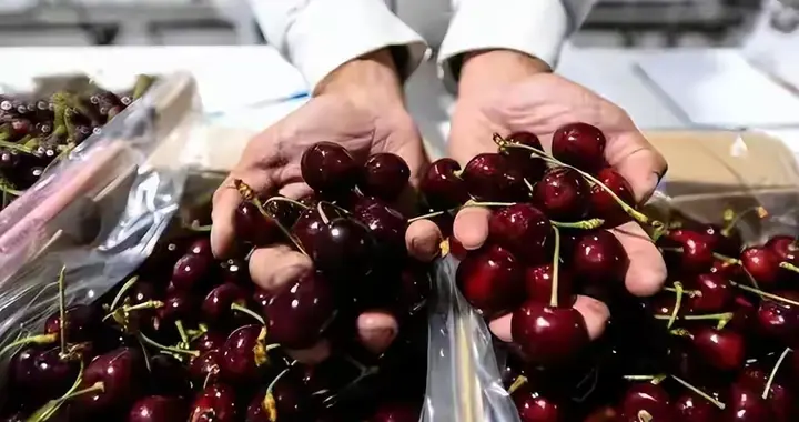 血赚！山姆车厘子每斤狂降70元 现在买等于捡漏