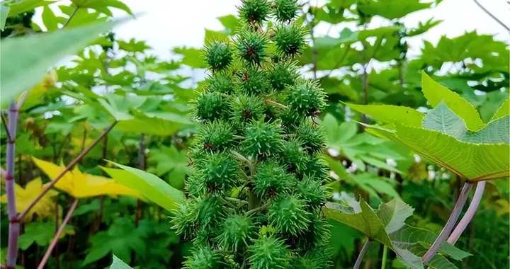 0.001克就能致命！农村曾随处可见，如今成美国战略储备物资！