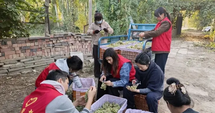 【铸牢中华民族共同体意识】兴平镇多措并举 助力葡萄种植户增收