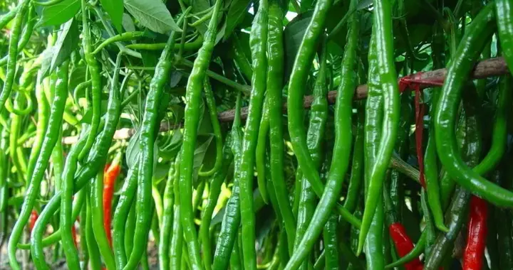 辣椒播种技术要领