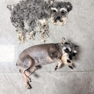 小眼瞥世界：你家的狗会脱衣服吗？ 01