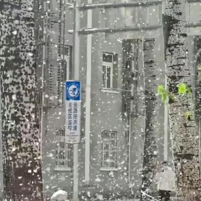 枫叶：官方明确回应！杨柳树为啥不能全砍了