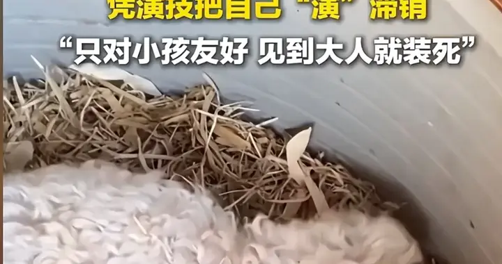 宁夏神羊爆火！462元小羊涨至30万，当初退货的买家肠子悔青