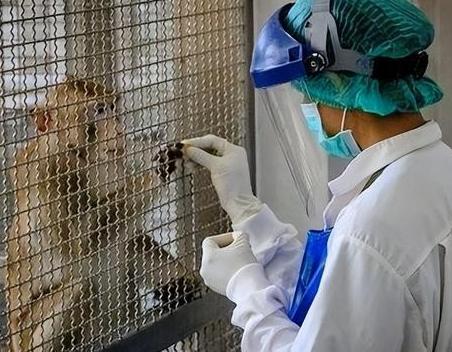 美国又泄露病毒?有3只实验猴逃跑，携带新冠多种病毒，疑点重重