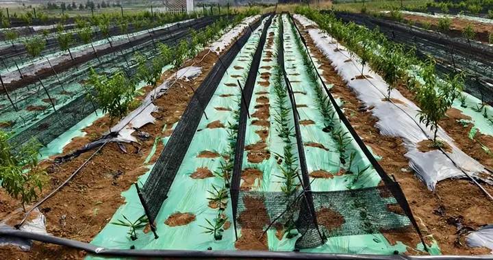 惠民县中油4号密植高产栽培技术体系研究