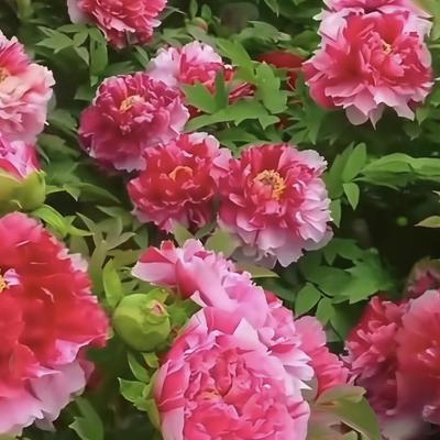 碧荷凝露：明媚四月天