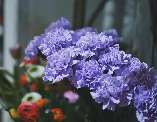 赏花心情愉悦发朋友圈文案‖桃花一簇开无主，可爱深红爱浅红。