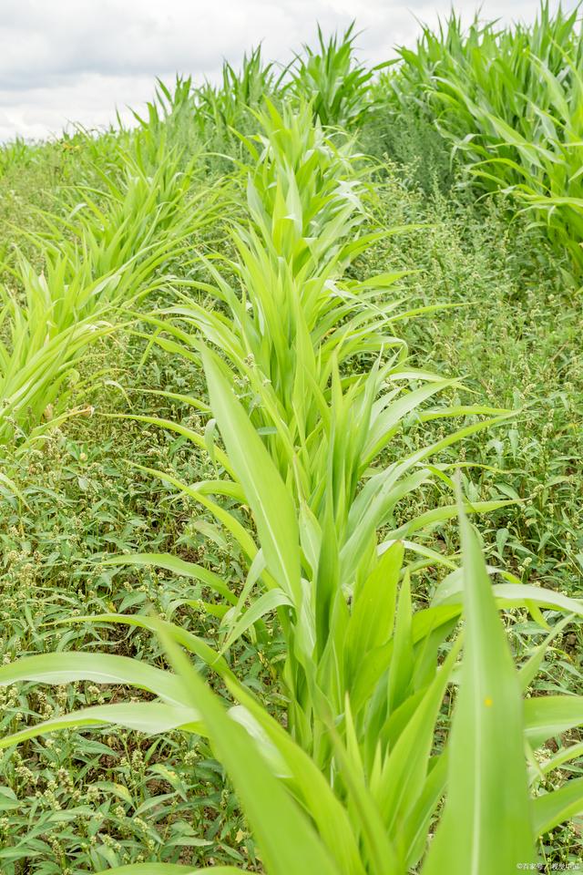高丹草的栽培技术