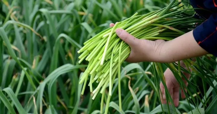 “免费抽蒜薹”走红背后：一场“双向奔赴”的荒诞与温情