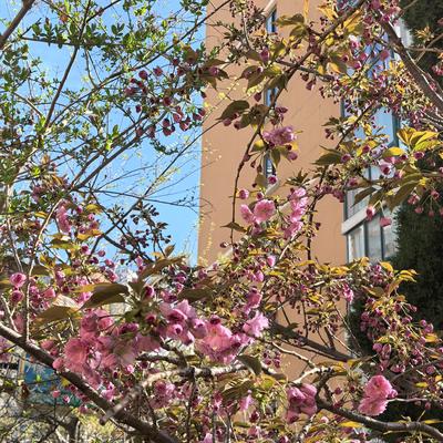 涵嫣：原来共享春天 喜悦会翻倍 第一朵桃