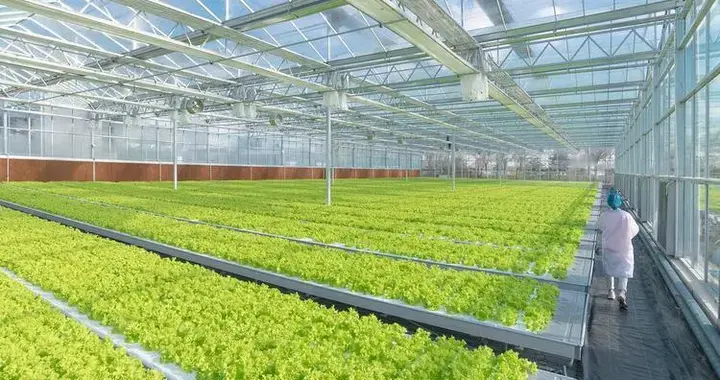企业入局搞农业，发展智能温室大棚种植需要注意什么？