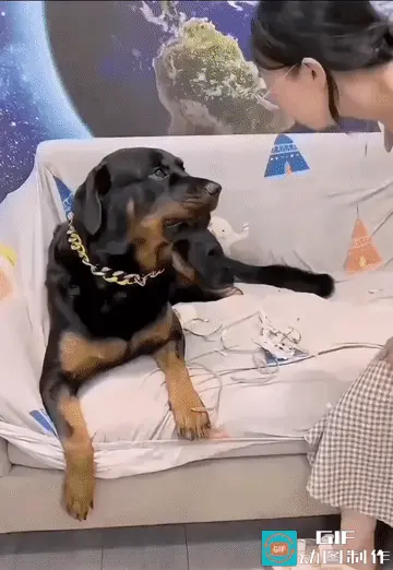 zgjtj：哎呦哎呦！它不怕你，你就不要