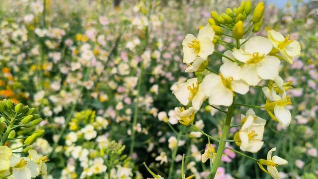 快乐随性自由的70后