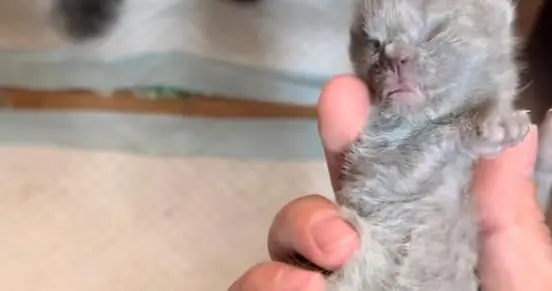 河北 7 岁男童摔死 3 只小奶猫！家长护犊子惹全网怒