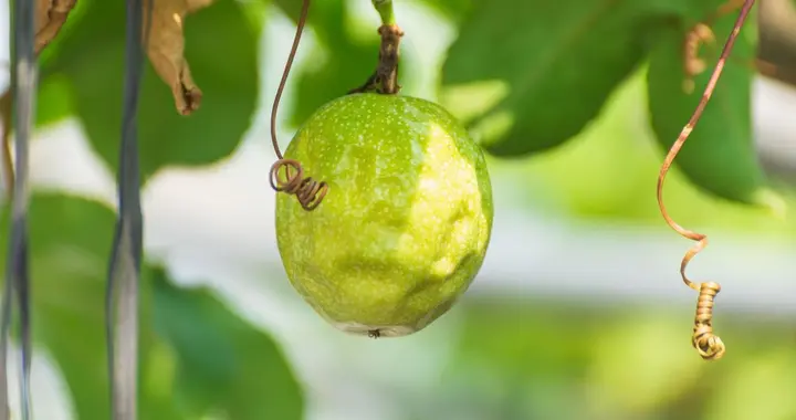 百香果采后管理很重要，保障来年产量与品质