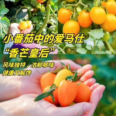 人在南沙：【小番茄中的爱马仕香芒皇后采摘