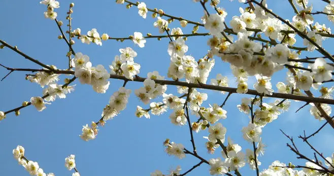 寒梅最堪恨 常作去年花——李商隐《忆梅》赏析