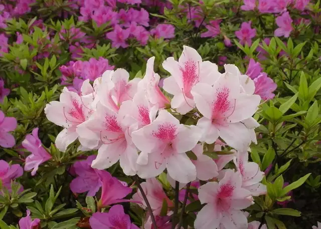 冬天这6种花“不能换盆”，一换就黄叶，再想开花就难上加难！