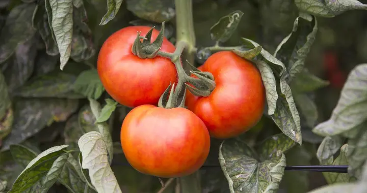 番茄双断根双头嫁接育苗技术