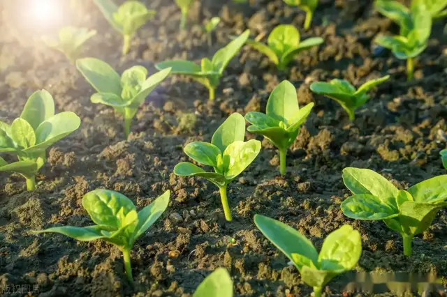 蔬菜定植为啥要控水蹲苗？为啥要划锄松土？为啥浇水要三忌？