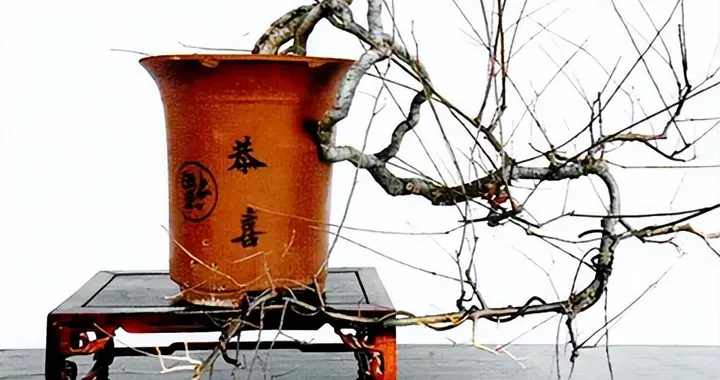 刀剪下的盆景乾坤：修枝整形的门道与心法