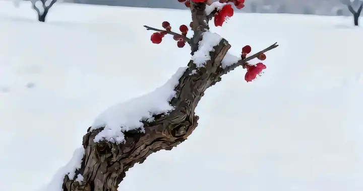 散文‖寒冬腊月