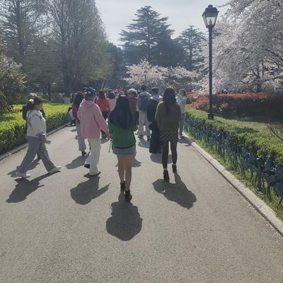 云朵时态：中山公园的樱花开了