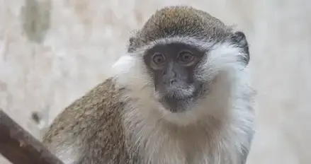 属猴人巨款将来，1月12日一定要沉住气