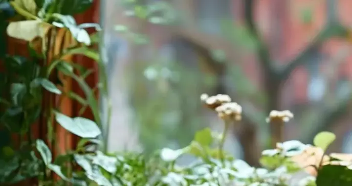 中年警钟：聆听身体的＂生命密语＂