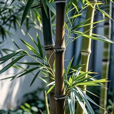 率真云中传奇：“翠竹虚心迎晓露