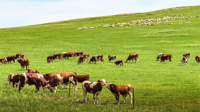 牛羊分群标准及注意事项