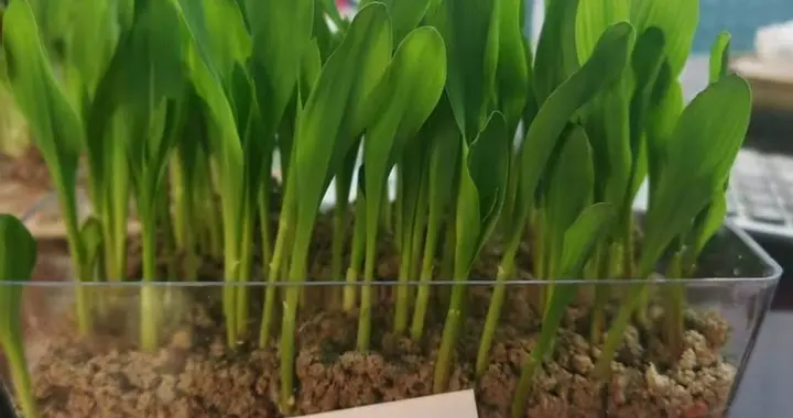 玉米种子播种前的“芽率”测试，你做了吗？简易测试可2步搞定