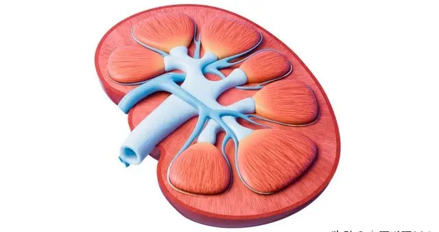 5种护肾常用药，改善微循环、降蛋白尿！科学用对，守护肾脏健康