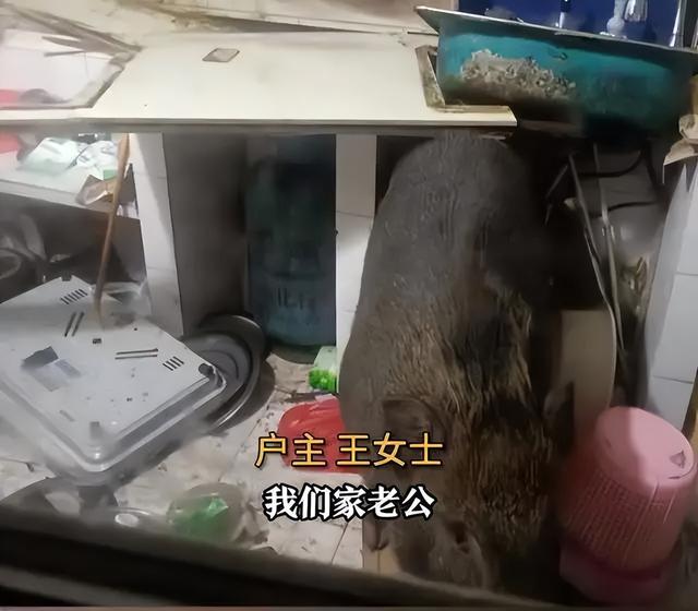 天花板半夜掉300斤野猪，老汉拿一米长棍和野猪搏斗，被咬伤脚趾