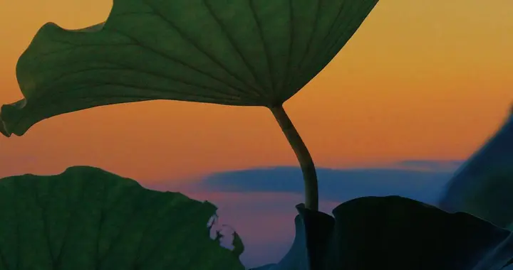 永远不要延迟幸福。这句话听起来很简单，但真正悟的人其实很少。